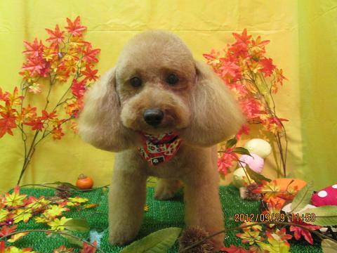 ファイル 4993-2.jpg