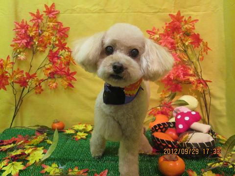 ファイル 4996-2.jpg