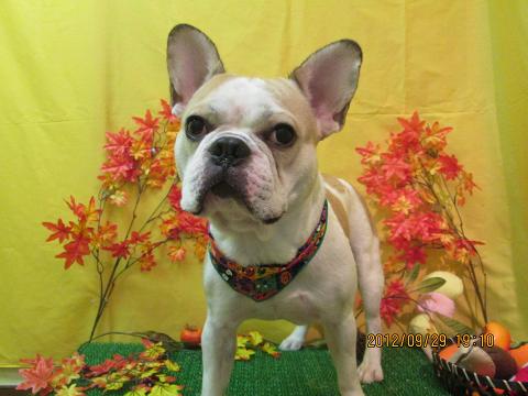 ファイル 4997-1.jpg