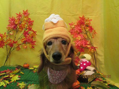 ファイル 4998-1.jpg