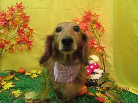 ファイル 4998-2.jpg