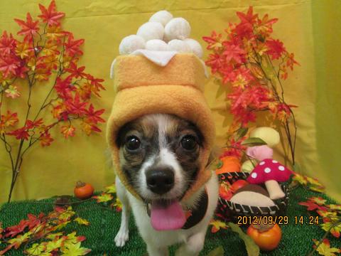 ファイル 4999-1.jpg