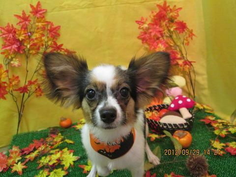 ファイル 4999-2.jpg