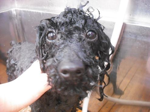 ファイル 50-2.jpg