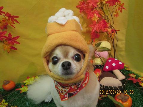 ファイル 5000-1.jpg