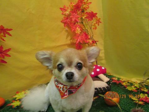 ファイル 5000-2.jpg