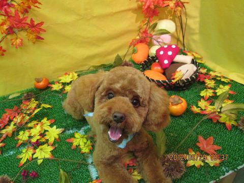 ファイル 5001-2.jpg