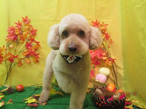 ファイル 5006-2.jpg