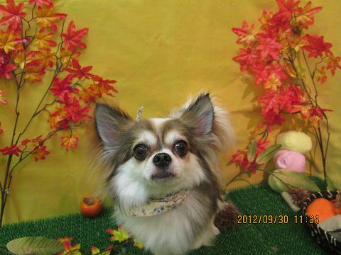 ファイル 5007-2.jpg