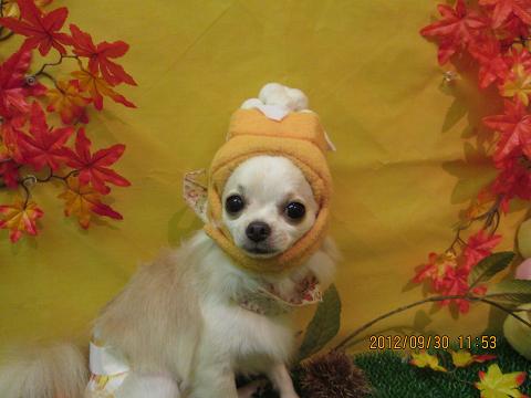 ファイル 5008-1.jpg