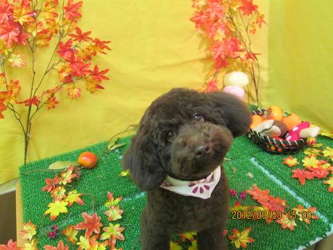 ファイル 5009-2.jpg