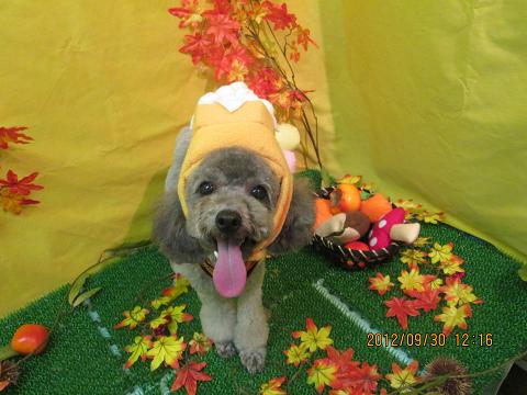 ファイル 5010-1.jpg