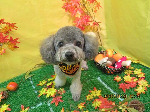 ファイル 5010-2.jpg