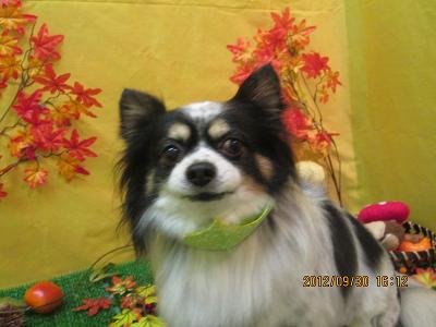 ファイル 5015-2.jpg