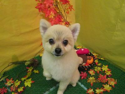 ファイル 5016-2.jpg