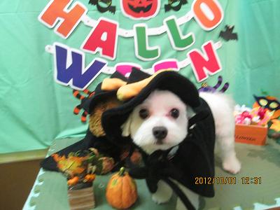 ファイル 5017-1.jpg