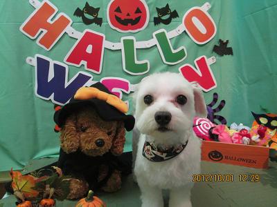 ファイル 5017-2.jpg