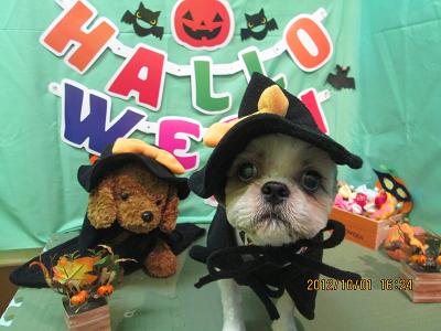 ファイル 5018-1.jpg