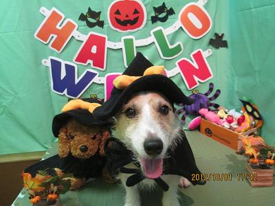 ファイル 5019-1.jpg