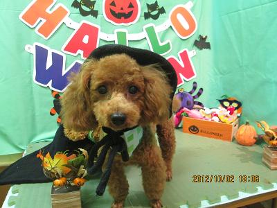 ファイル 5025-1.jpg