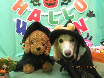 ファイル 5030-1.jpg