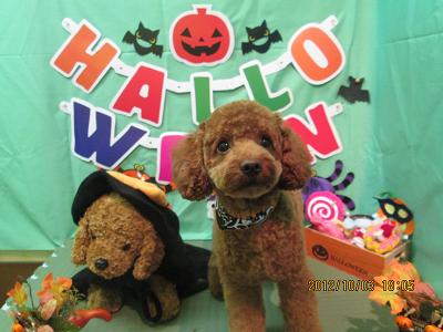 ファイル 5031-2.jpg