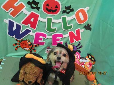 ファイル 5032-1.jpg