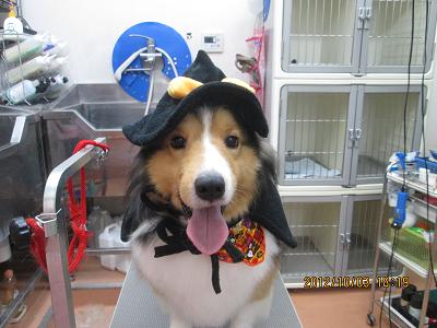 ファイル 5033-1.jpg