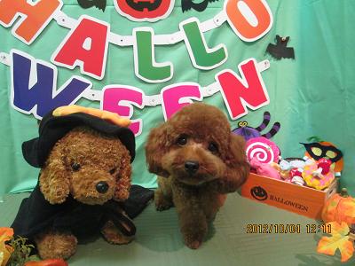 ファイル 5036-1.jpg