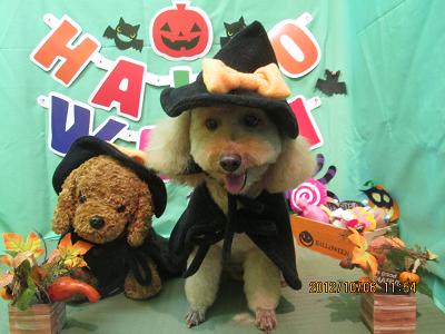 ファイル 5045-1.jpg