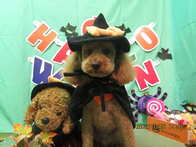 ファイル 5047-1.jpg