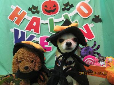 ファイル 5053-1.jpg