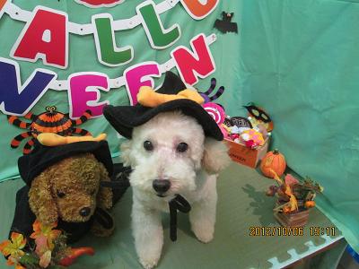 ファイル 5056-1.jpg