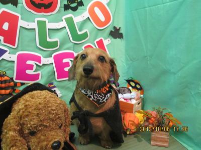 ファイル 5058-1.jpg