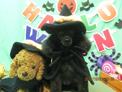 ファイル 5064-1.jpg