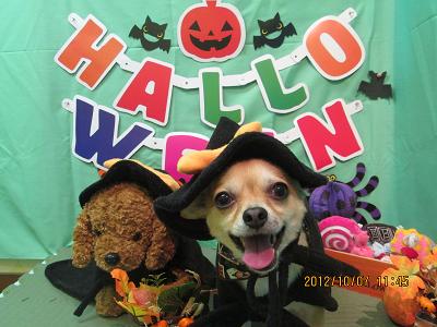 ファイル 5065-1.jpg