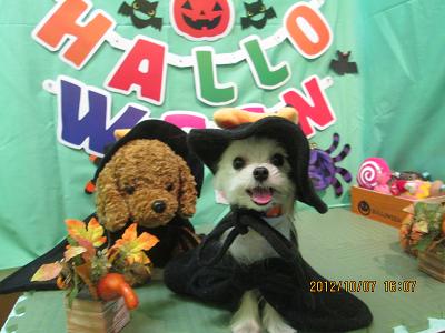 ファイル 5067-1.jpg