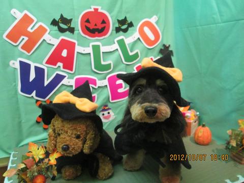 ファイル 5068-1.jpg