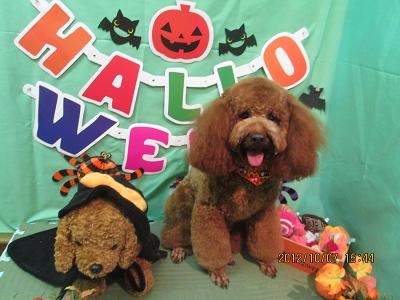 ファイル 5073-2.jpg