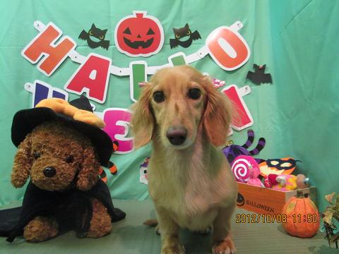 ファイル 5077-2.jpg