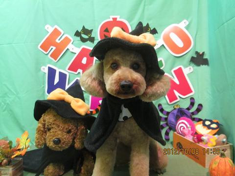 ファイル 5078-1.jpg