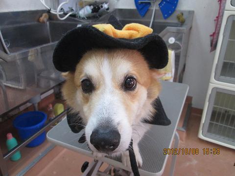 ファイル 5079-1.jpg