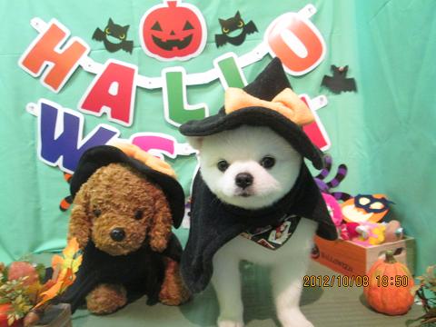 ファイル 5081-1.jpg