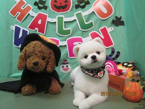 ファイル 5081-2.jpg