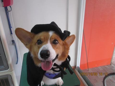 ファイル 5087-1.jpg