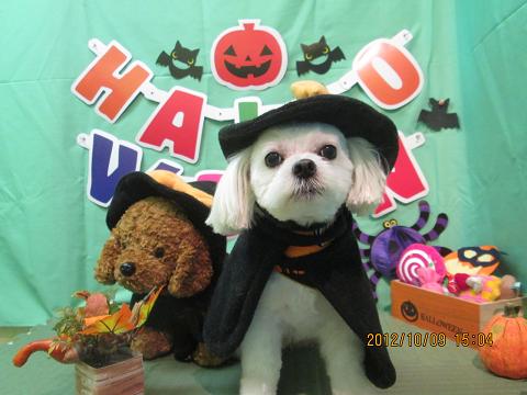 ファイル 5092-1.jpg