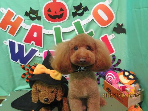 ファイル 5096-2.jpg