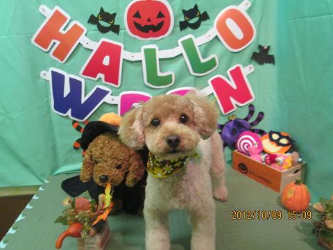 ファイル 5097-2.jpg