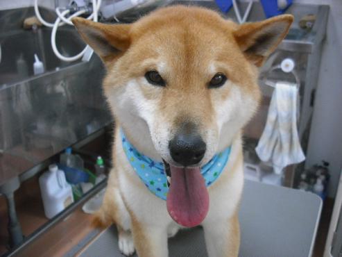 ファイル 51-1.jpg