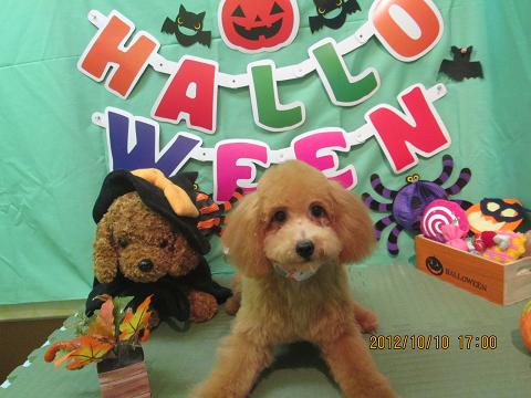 ファイル 5101-1.jpg